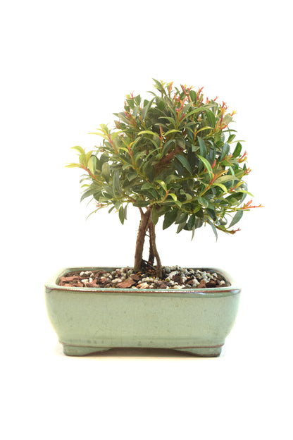 Global Brush Cherry Bonsai Ceramic 6" Pot - One of a Kind Bonsai