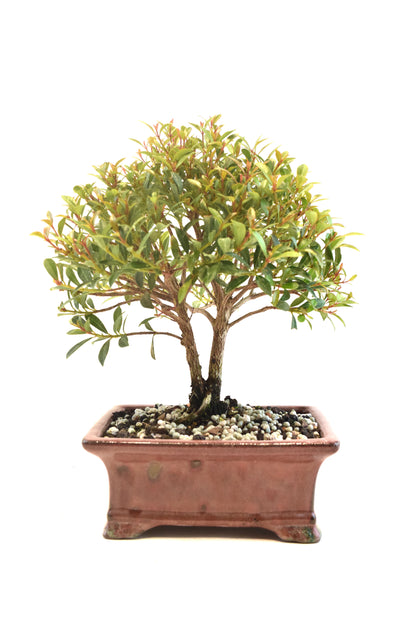 Global Brush Cherry Bonsai Ceramic 6" Pot - One of a Kind Bonsai