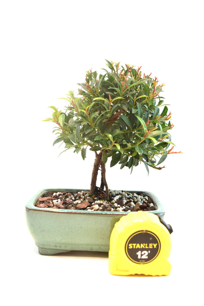 Global Brush Cherry Bonsai Ceramic 6" Pot - One of a Kind Bonsai