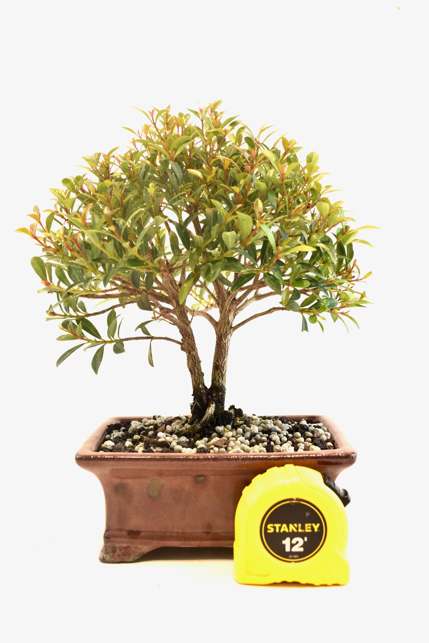Global Brush Cherry Bonsai Ceramic 6" Pot - One of a Kind Bonsai
