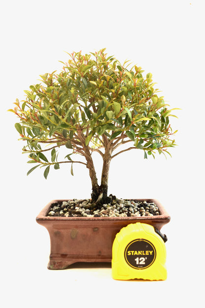 Global Brush Cherry Bonsai Ceramic 6" Pot - One of a Kind Bonsai