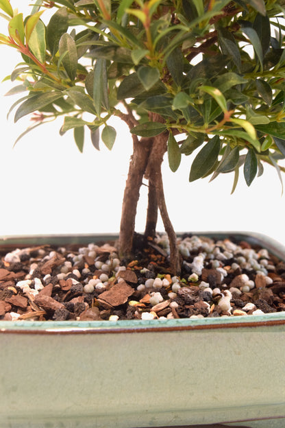 Global Brush Cherry Bonsai Ceramic 6" Pot - One of a Kind Bonsai