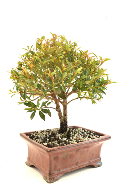 Global Brush Cherry Bonsai Ceramic 6" Pot - One of a Kind Bonsai