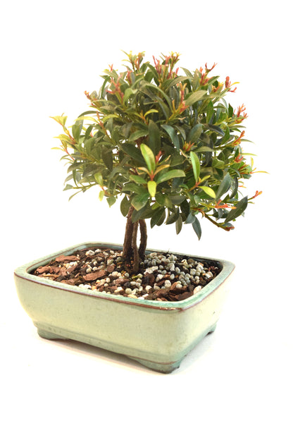Global Brush Cherry Bonsai Ceramic 6" Pot - One of a Kind Bonsai