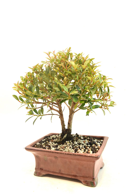 Global Brush Cherry Bonsai Ceramic 6" Pot - One of a Kind Bonsai