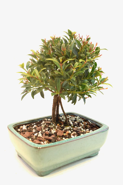 Global Brush Cherry Bonsai Ceramic 6" Pot - One of a Kind Bonsai