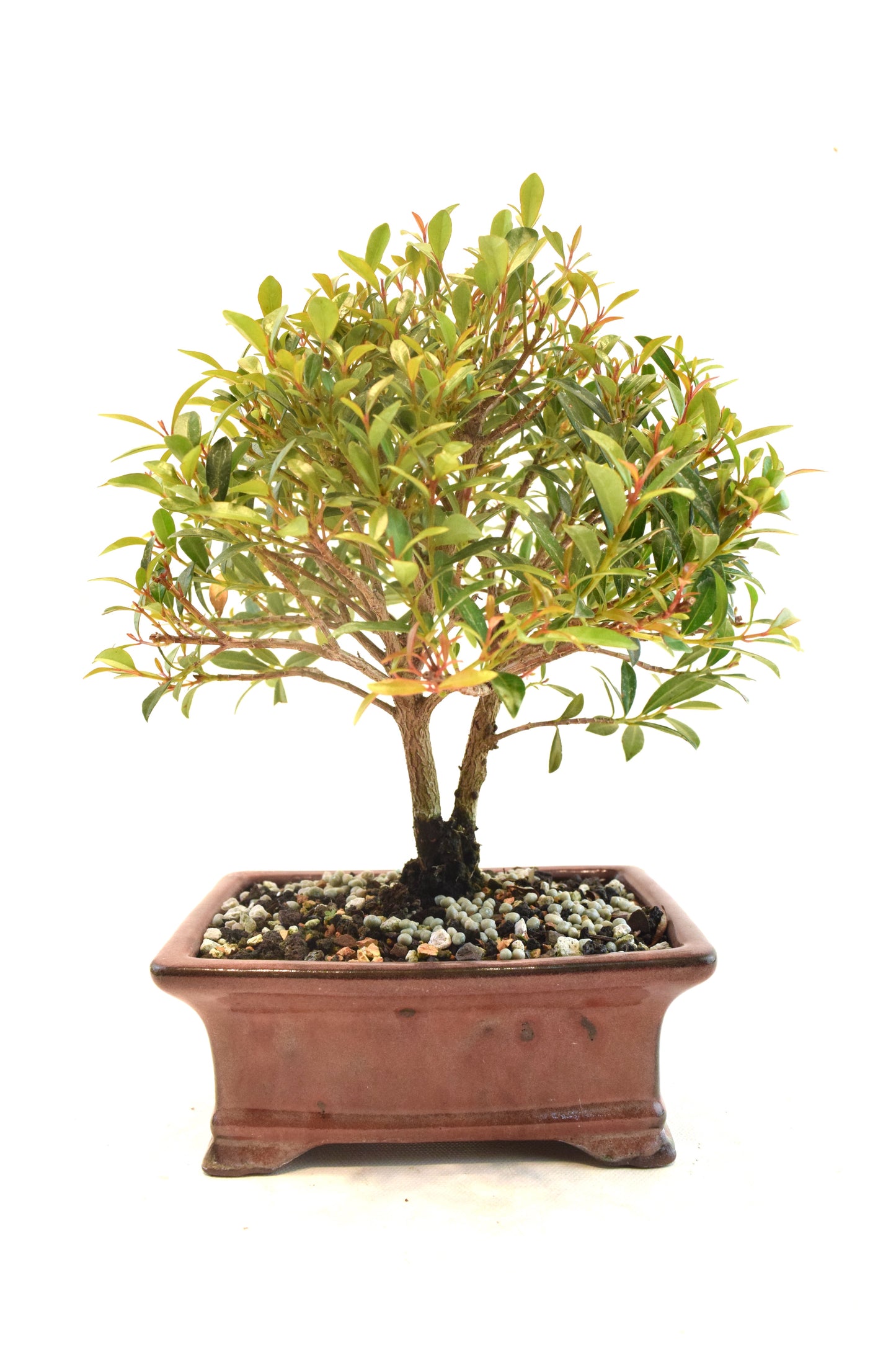 Global Brush Cherry Bonsai Ceramic 6" Pot - One of a Kind Bonsai