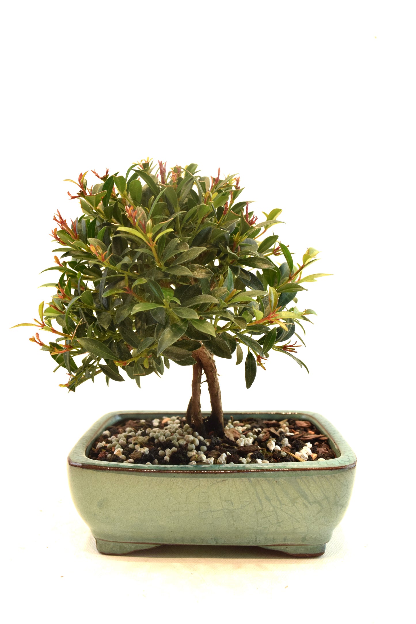 Global Brush Cherry Bonsai Ceramic 6" Pot - One of a Kind Bonsai