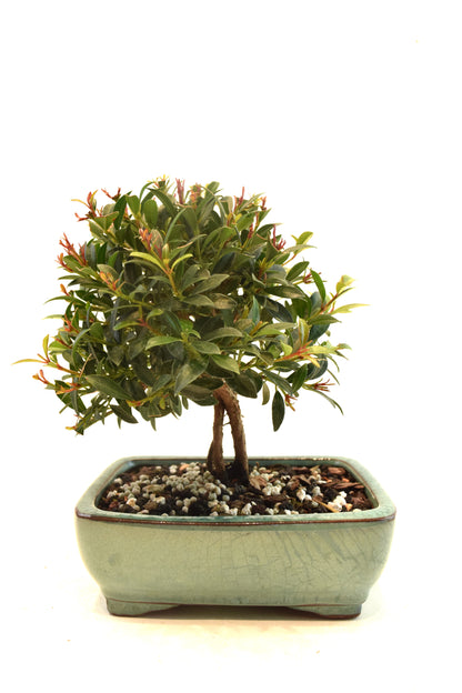 Global Brush Cherry Bonsai Ceramic 6" Pot - One of a Kind Bonsai