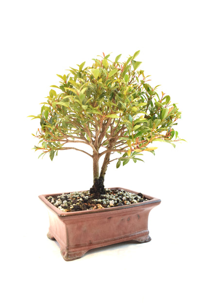 Global Brush Cherry Bonsai Ceramic 6" Pot - One of a Kind Bonsai