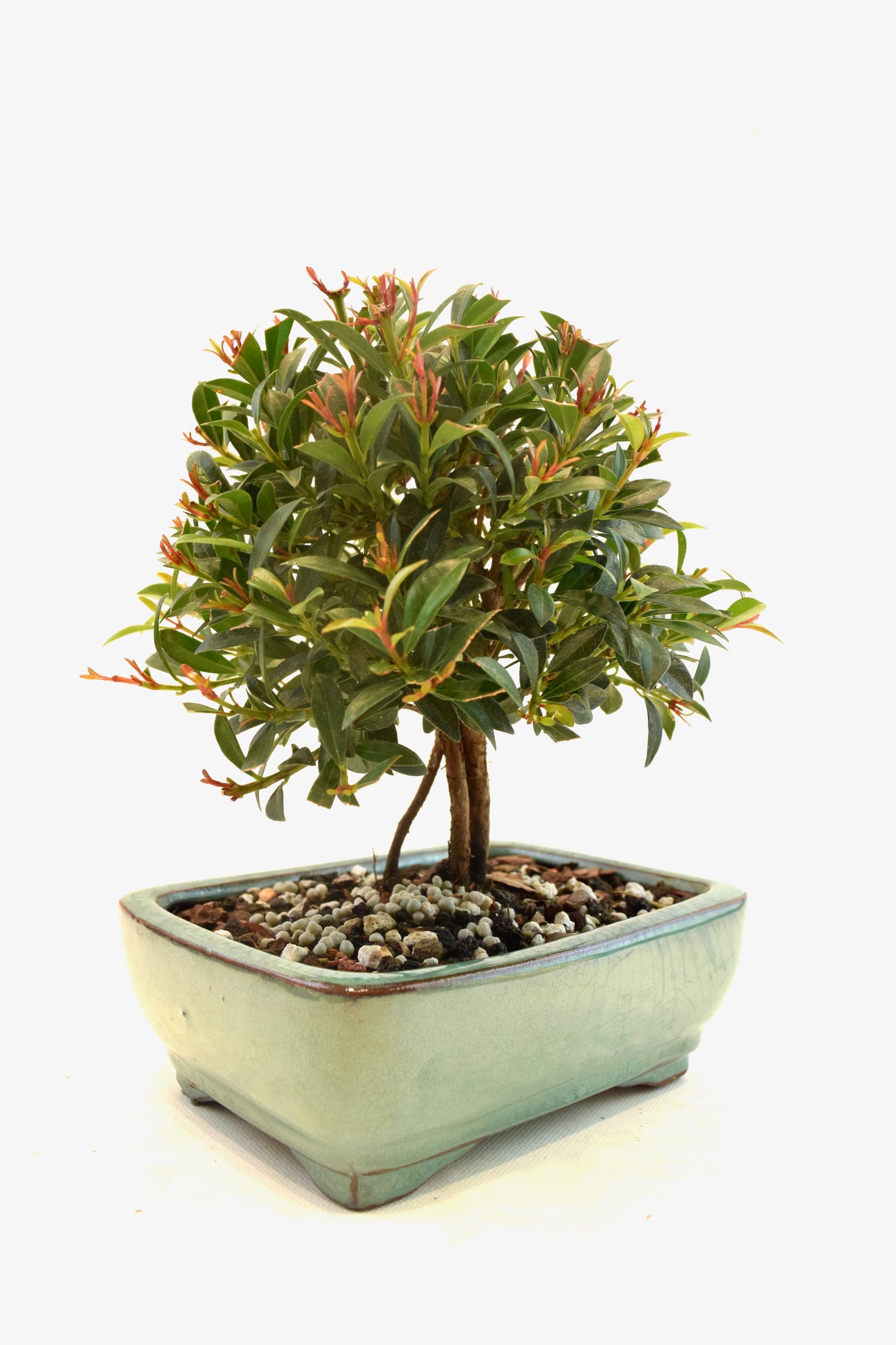 Global Brush Cherry Bonsai Ceramic 6" Pot - One of a Kind Bonsai