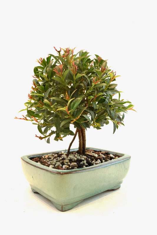 Global Brush Cherry Bonsai Ceramic 6" Pot - One of a Kind Bonsai