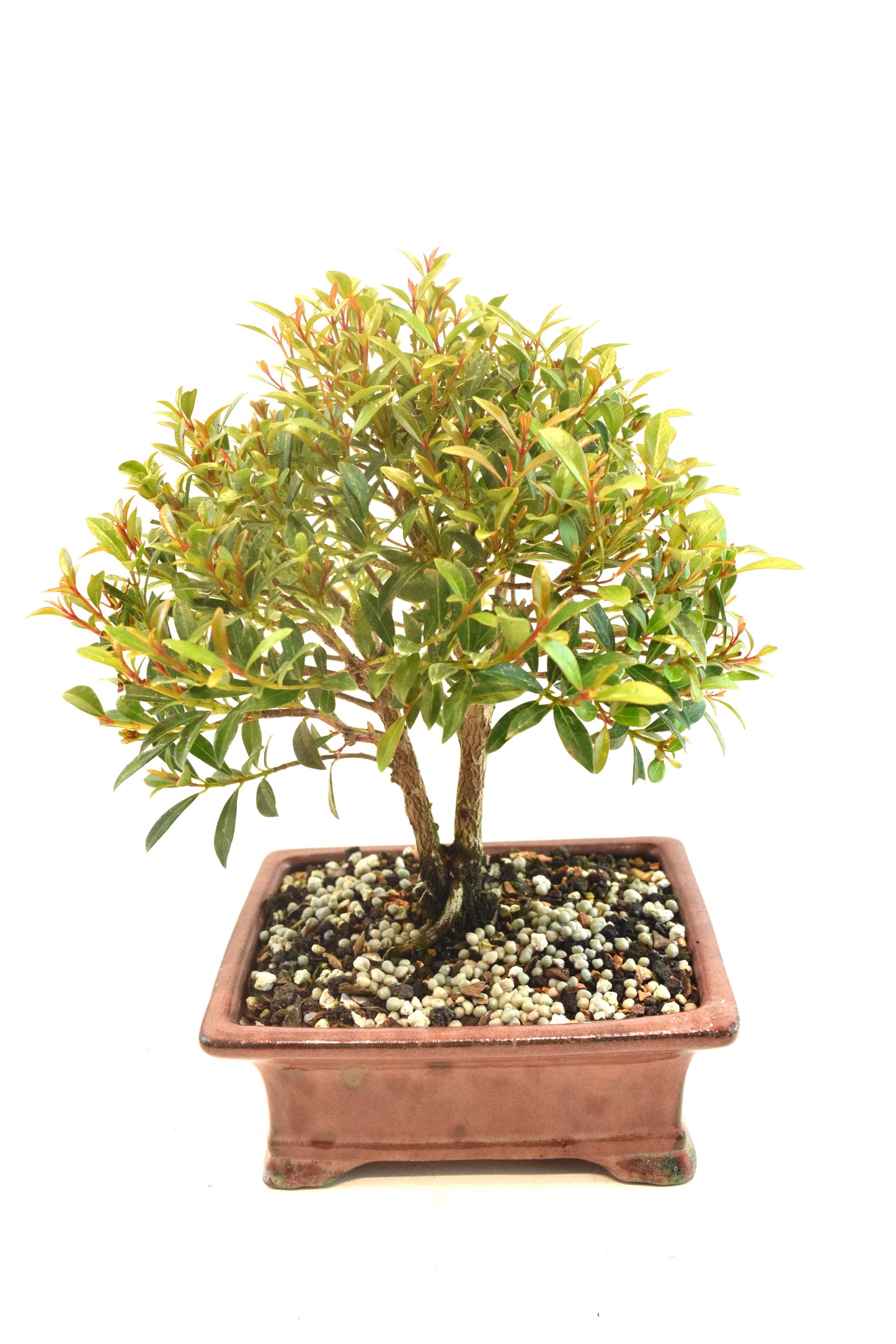 Global Brush Cherry Bonsai Ceramic 6" Pot - One of a Kind Bonsai