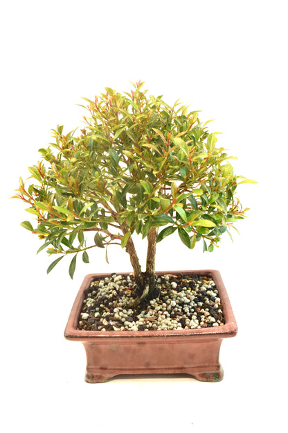 Global Brush Cherry Bonsai Ceramic 6" Pot - One of a Kind Bonsai