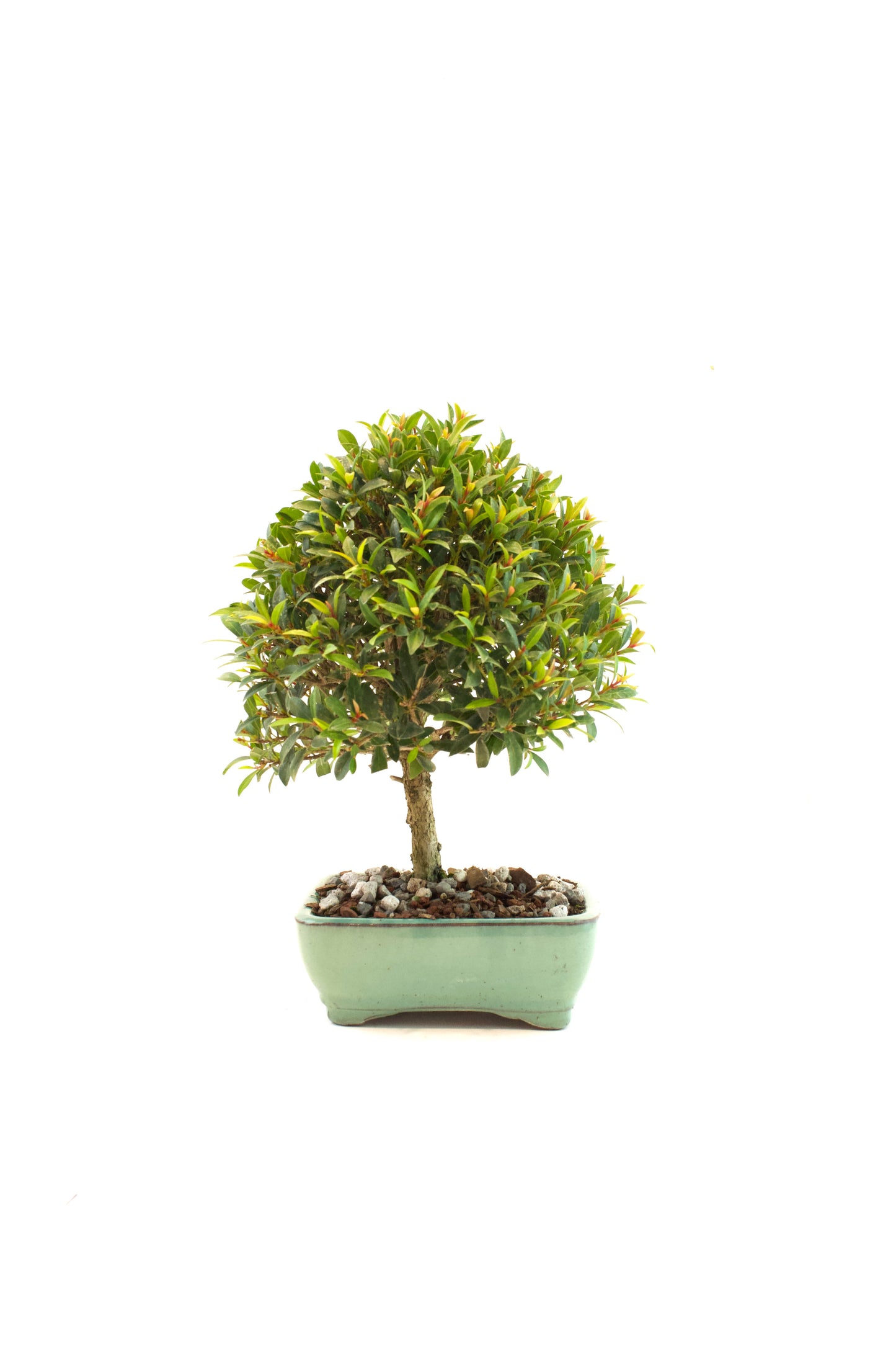 Global Brush Cherry Bonsai Ceramic 6" Pot - Similar Bonsai