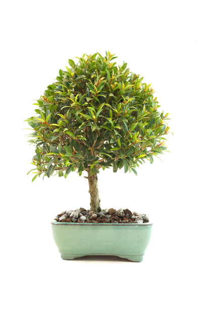 Global Brush Cherry Bonsai Ceramic 6" Pot - Similar Bonsai