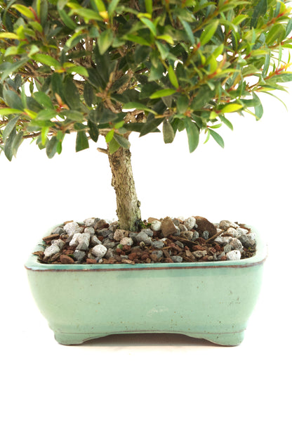 Global Brush Cherry Bonsai Ceramic 6" Pot - Similar Bonsai