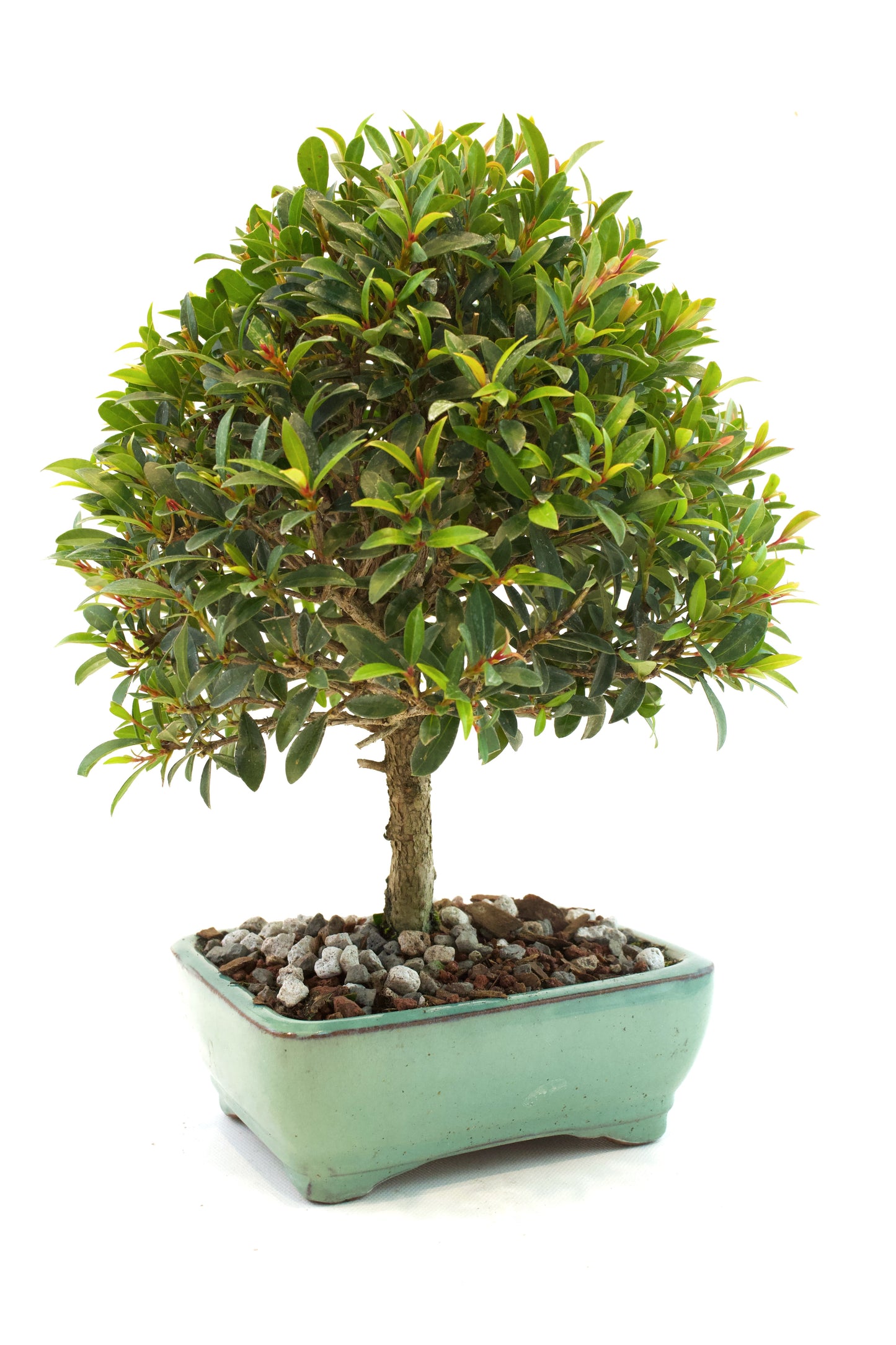 Global Brush Cherry Bonsai Ceramic 6" Pot - Similar Bonsai