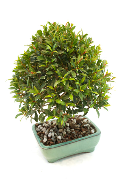 Global Brush Cherry Bonsai Ceramic 6" Pot - Similar Bonsai