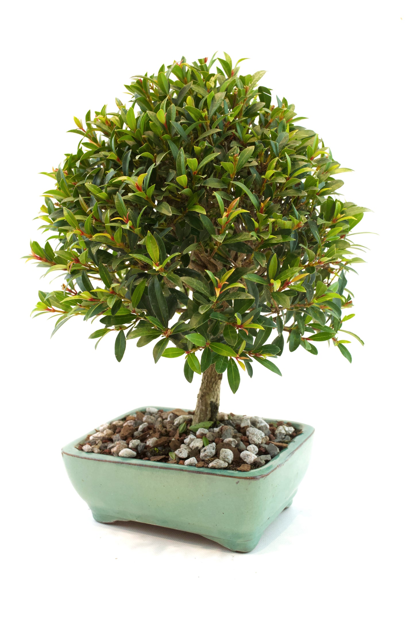 Global Brush Cherry Bonsai Ceramic 6" Pot - Similar Bonsai