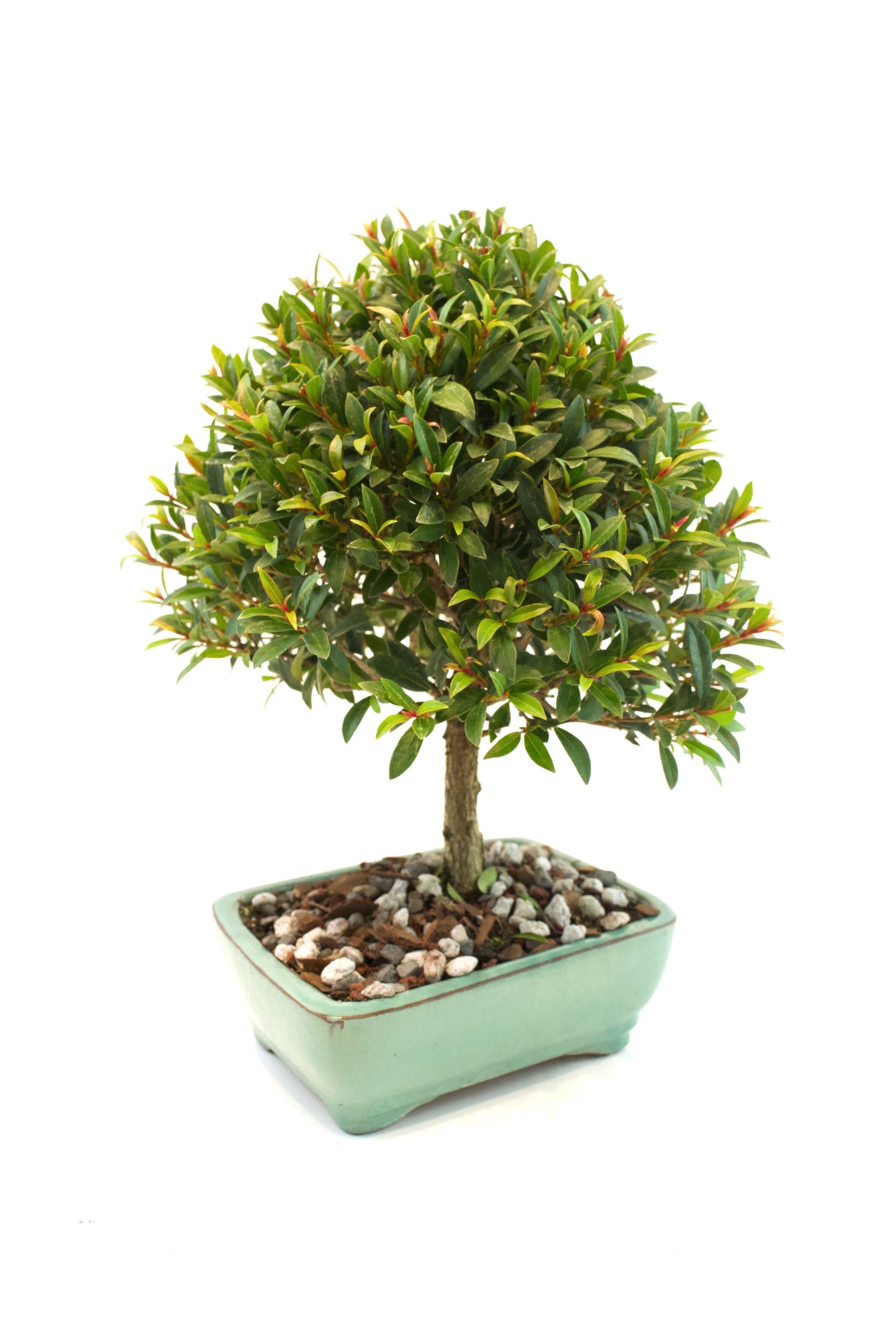 Global Brush Cherry Bonsai Ceramic 6" Pot - Similar Bonsai