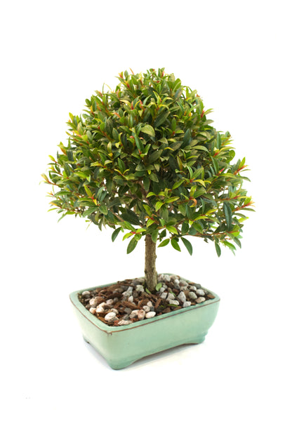 Global Brush Cherry Bonsai Ceramic 6" Pot - Similar Bonsai