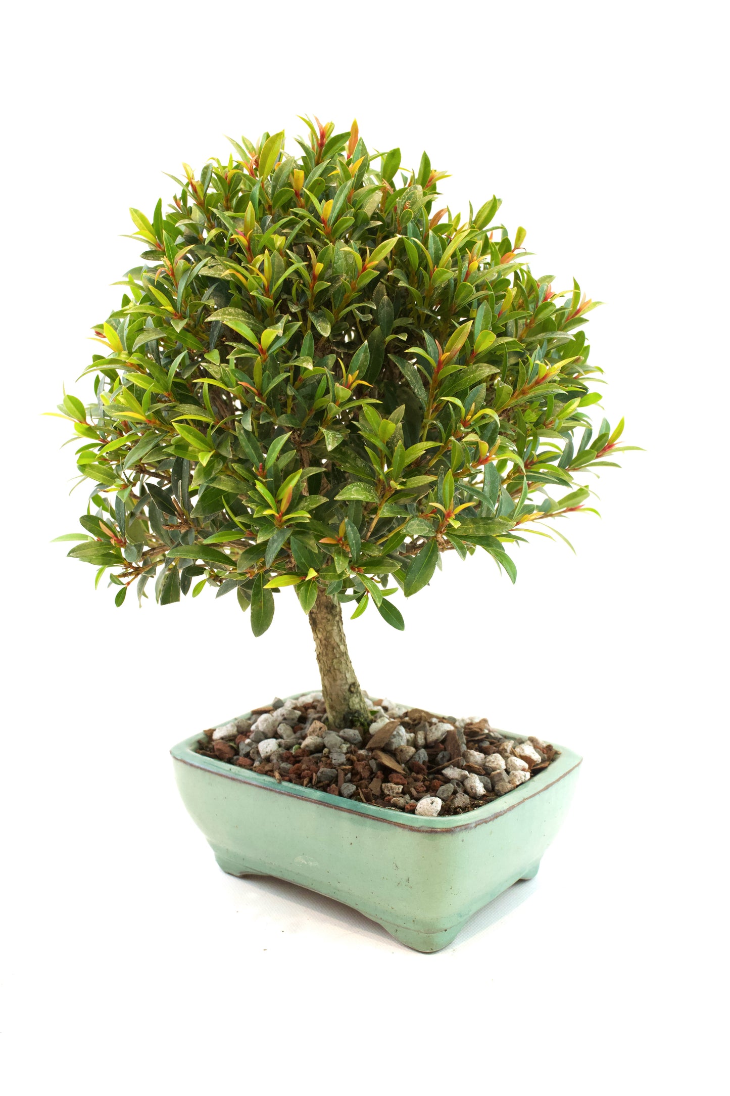 Global Brush Cherry Bonsai Ceramic 6" Pot - Similar Bonsai