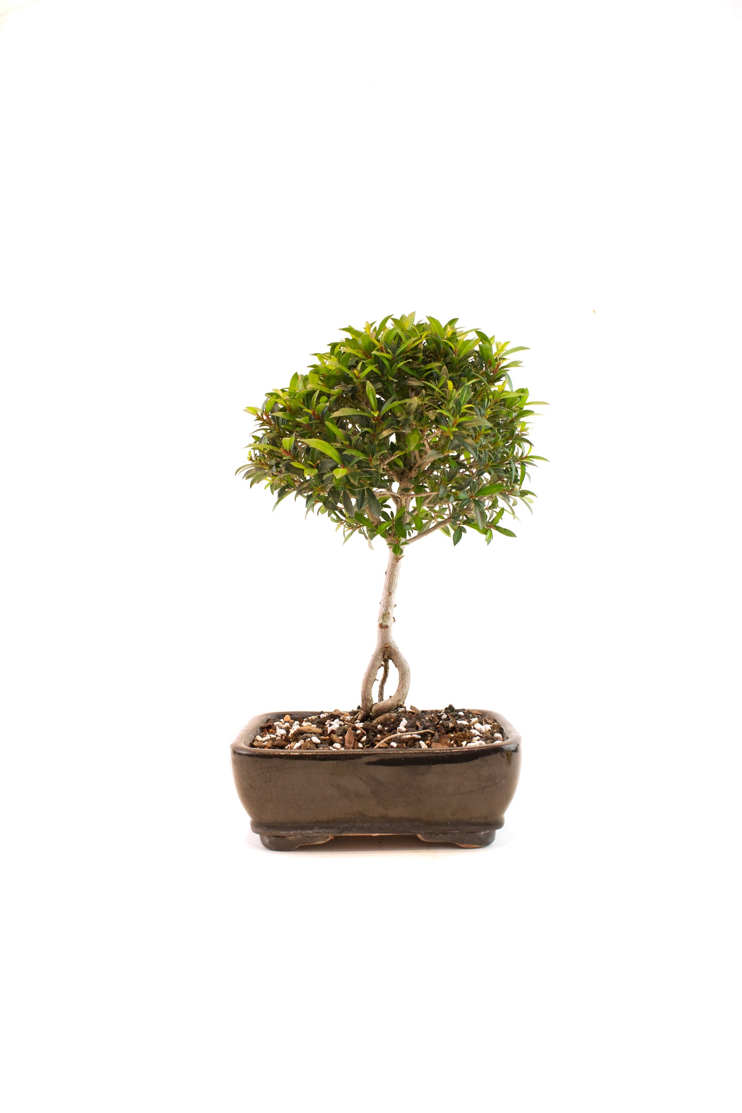 Global Brush Cherry Bonsai Ceramic 7" Pot - One of a Kind Bonsai