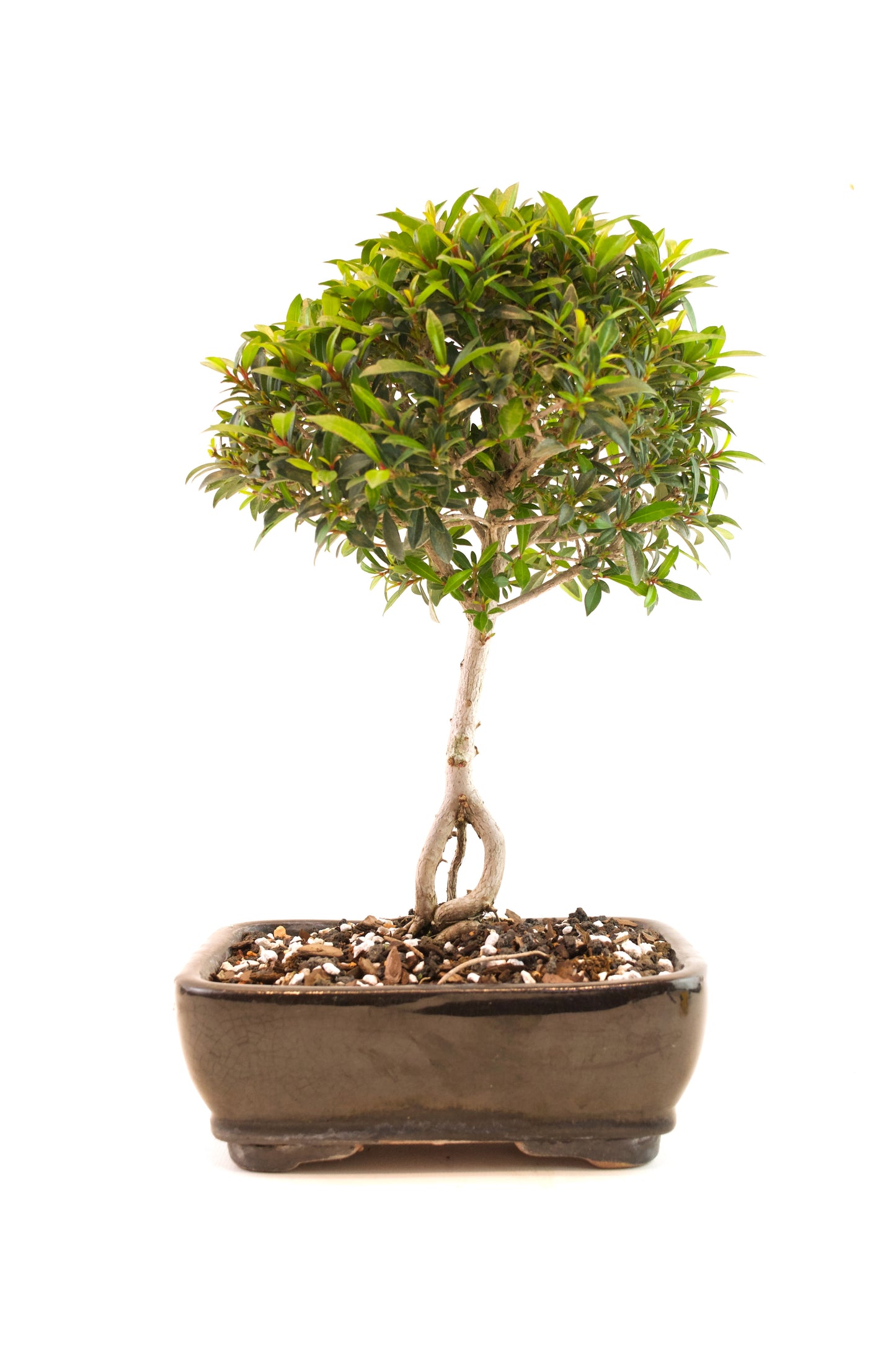 Global Brush Cherry Bonsai Ceramic 7" Pot - One of a Kind Bonsai