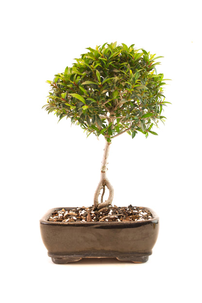 Global Brush Cherry Bonsai Ceramic 7" Pot - One of a Kind Bonsai