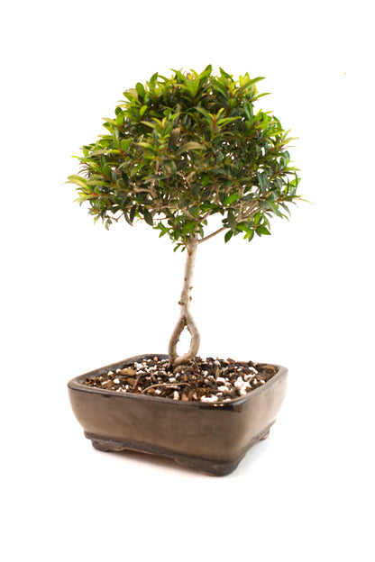 Global Brush Cherry Bonsai Ceramic 7" Pot - One of a Kind Bonsai