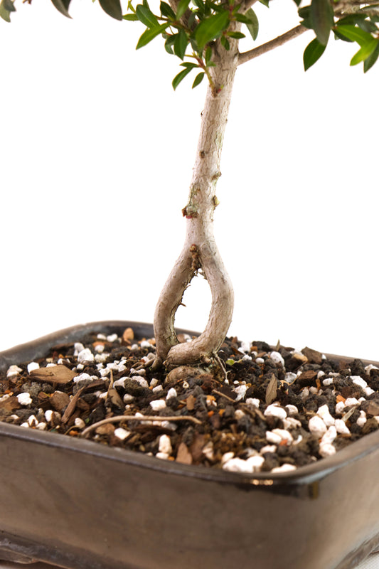 Global Brush Cherry Bonsai Ceramic 7" Pot - One of a Kind Bonsai