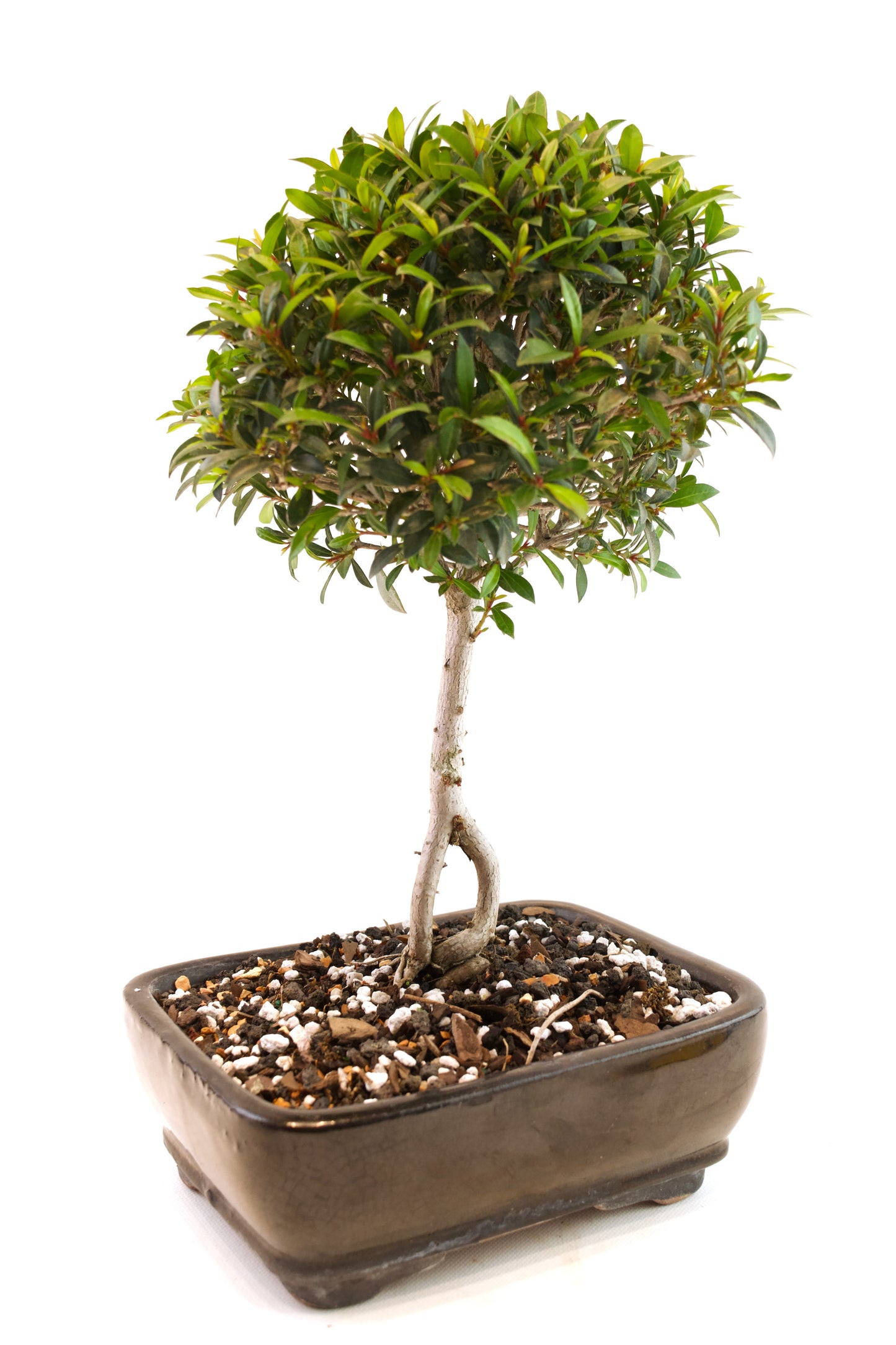 Global Brush Cherry Bonsai Ceramic 7" Pot - One of a Kind Bonsai