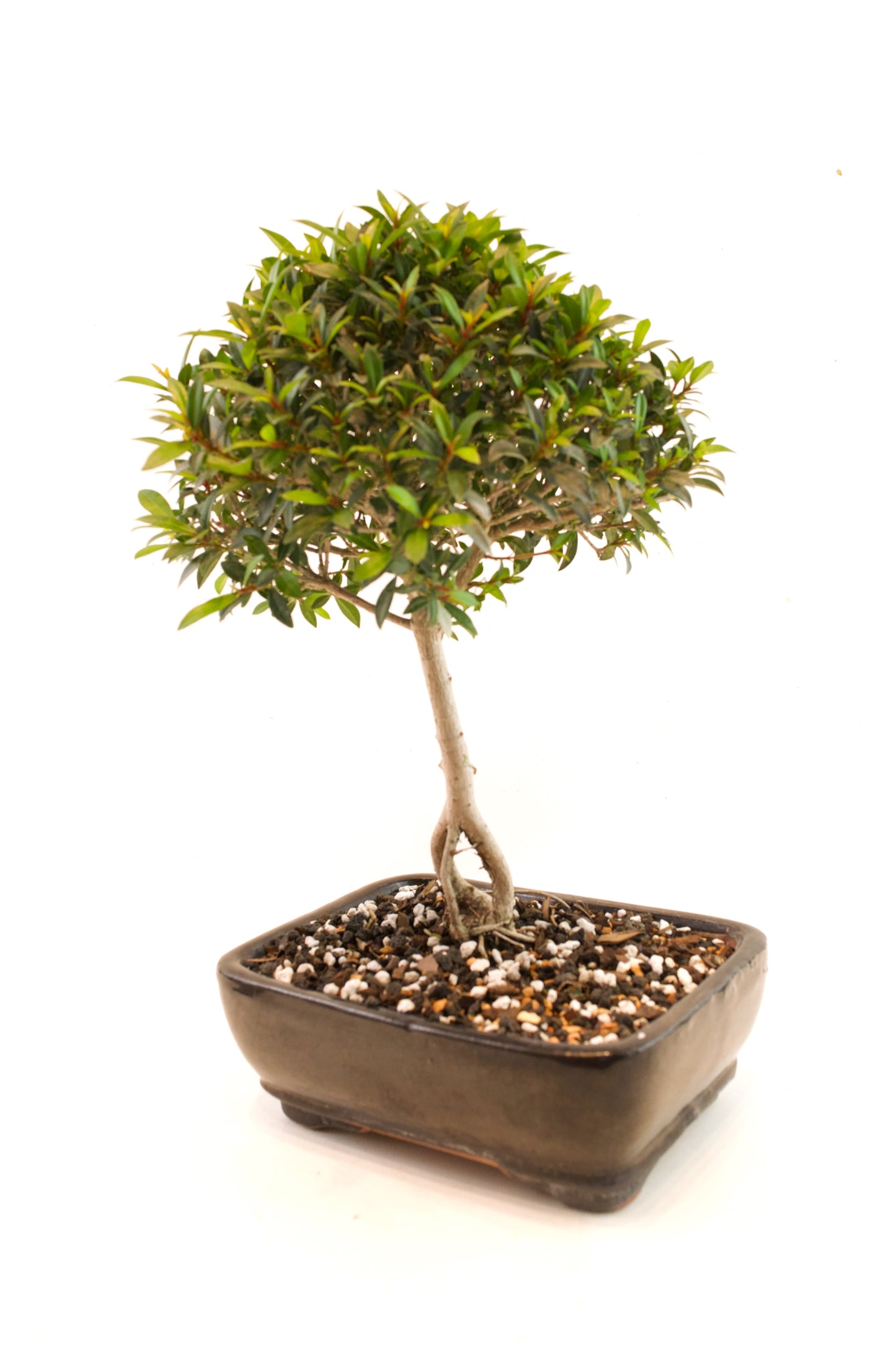 Global Brush Cherry Bonsai Ceramic 7" Pot - One of a Kind Bonsai