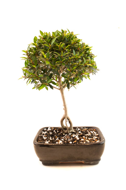 Global Brush Cherry Bonsai Ceramic 7" Pot - One of a Kind Bonsai