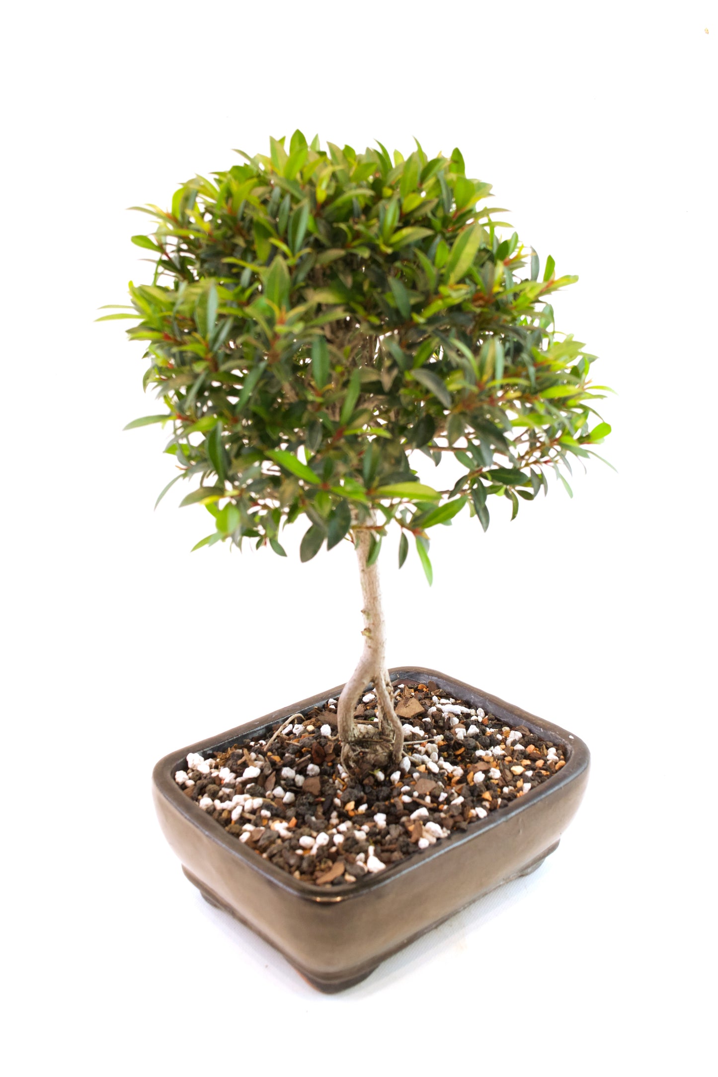 Global Brush Cherry Bonsai Ceramic 7" Pot - One of a Kind Bonsai