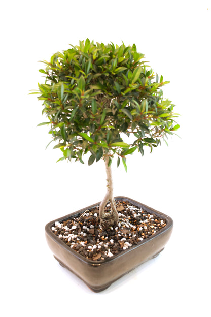 Global Brush Cherry Bonsai Ceramic 7" Pot - One of a Kind Bonsai