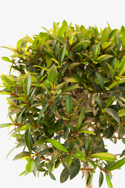 Global Brush Cherry Bonsai Ceramic 7" Pot - One of a Kind Bonsai