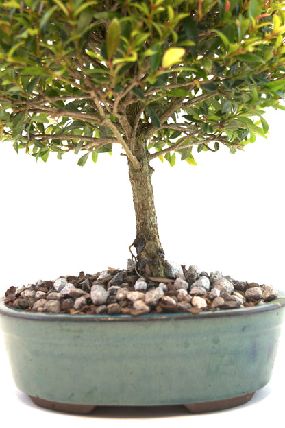 Global Brush Cherry Bonsai Ceramic 8" Pot - One of a Kind Bonsai