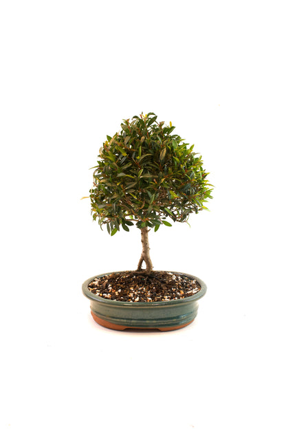 Global Brush Cherry Bonsai Ceramic 8" Pot - One of a Kind Bonsai