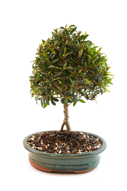 Global Brush Cherry Bonsai Ceramic 8" Pot - One of a Kind Bonsai