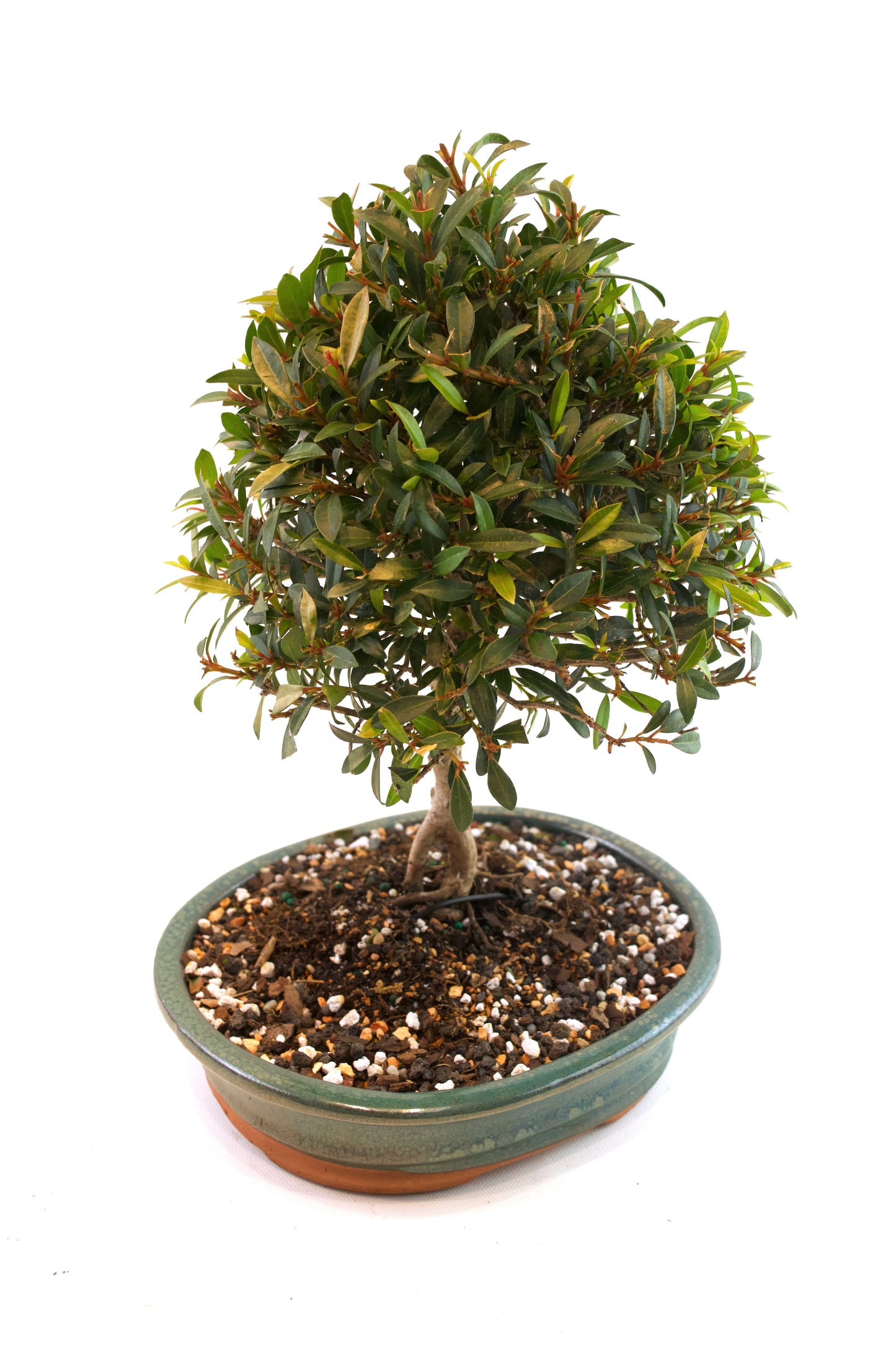 Global Brush Cherry Bonsai Ceramic 8" Pot - One of a Kind Bonsai