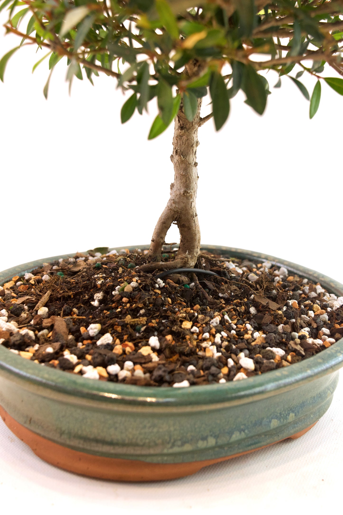 Global Brush Cherry Bonsai Ceramic 8" Pot - One of a Kind Bonsai