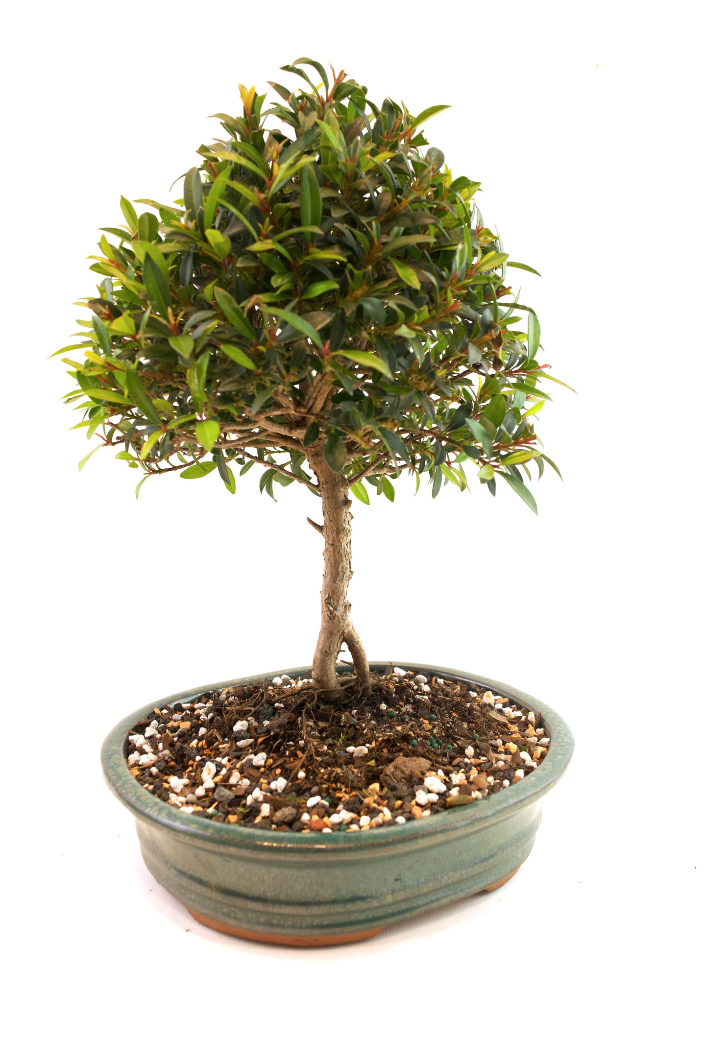 Global Brush Cherry Bonsai Ceramic 8" Pot - One of a Kind Bonsai