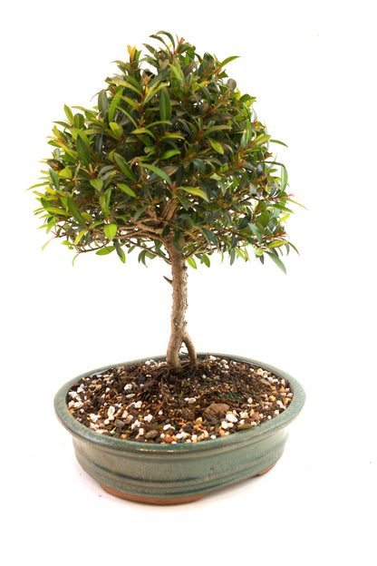 Global Brush Cherry Bonsai Ceramic 8" Pot - One of a Kind Bonsai