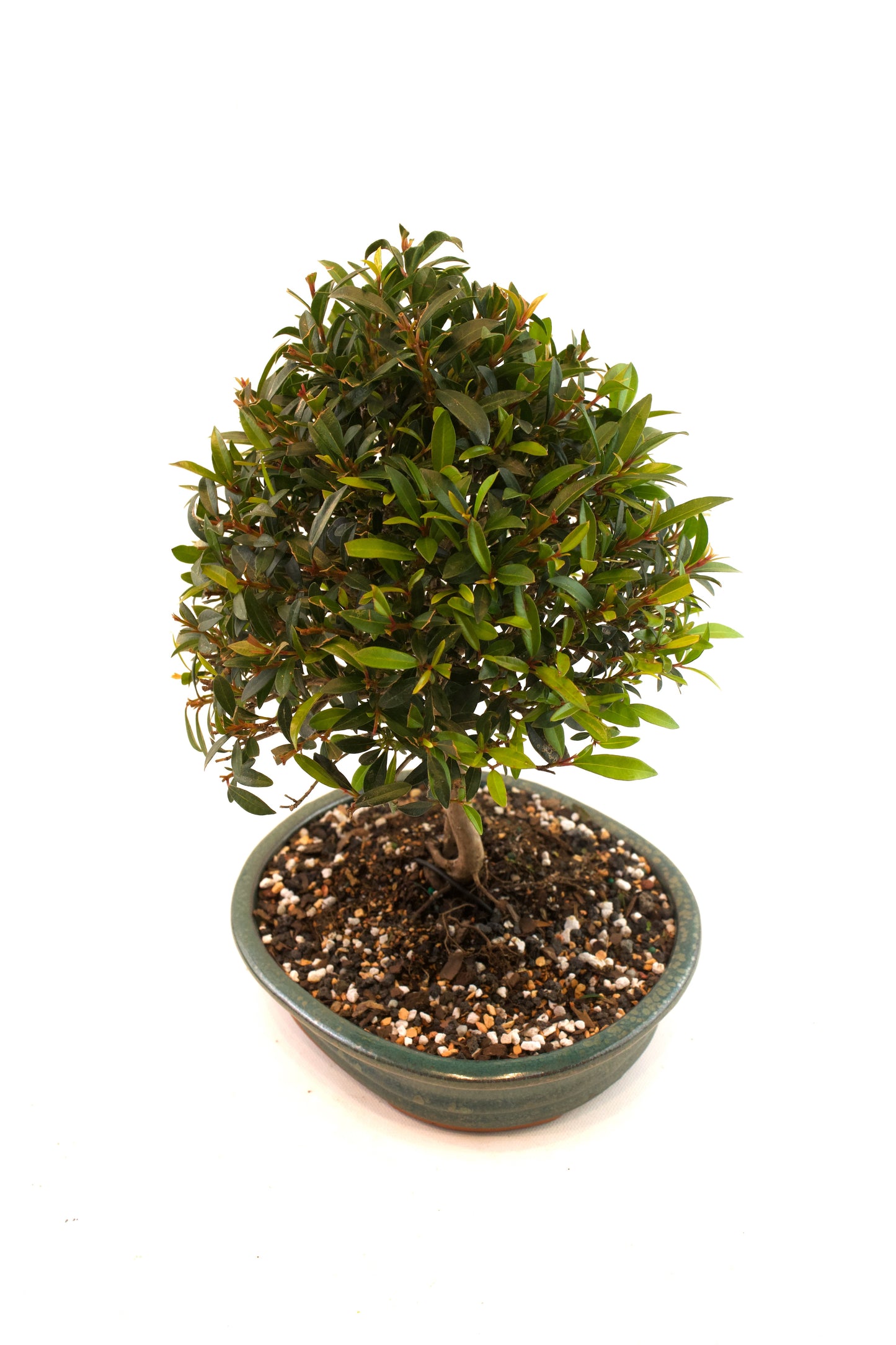 Global Brush Cherry Bonsai Ceramic 8" Pot - One of a Kind Bonsai