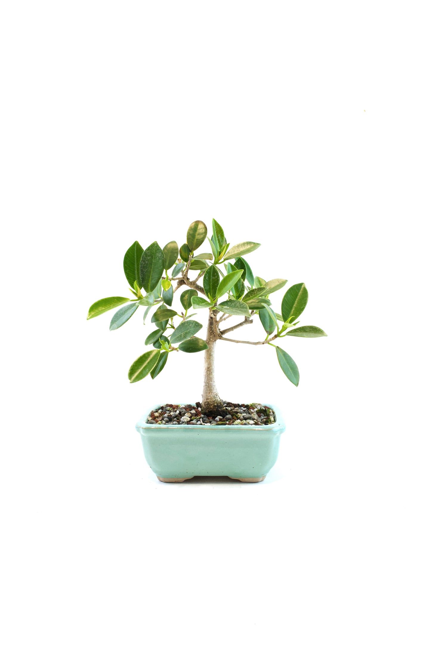 Green Island Ficus Bonsai 5" Pot - One of a Kind Bonsai