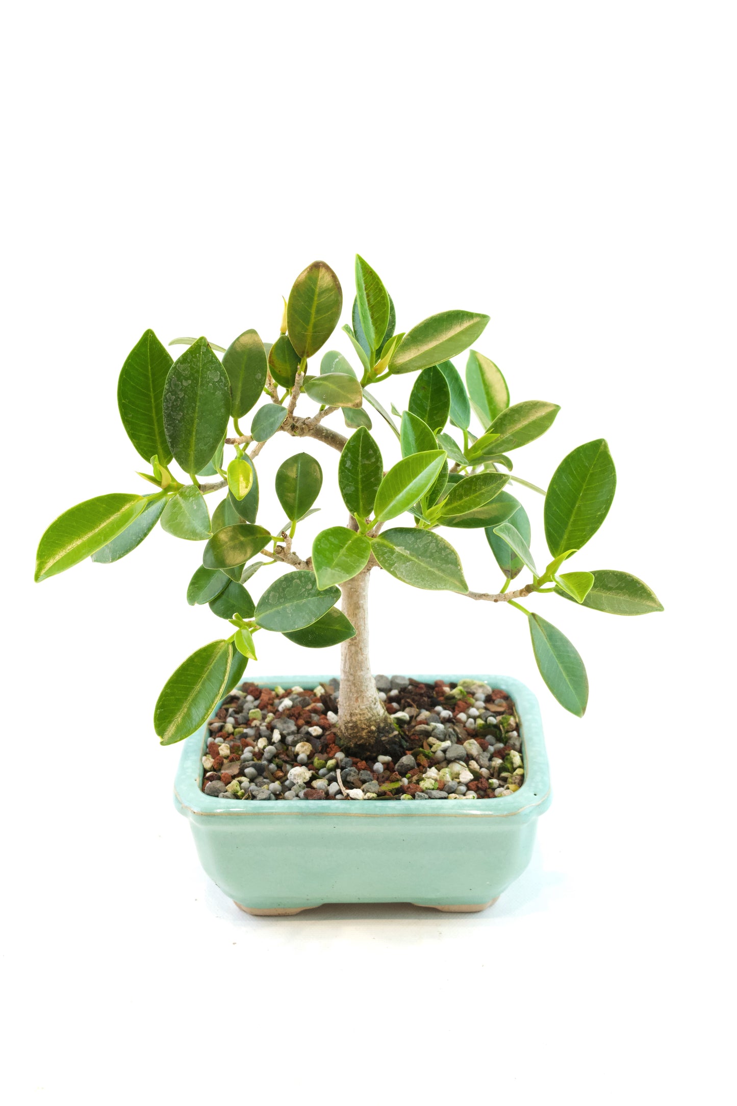 Green Island Ficus Bonsai 5" Pot - One of a Kind Bonsai