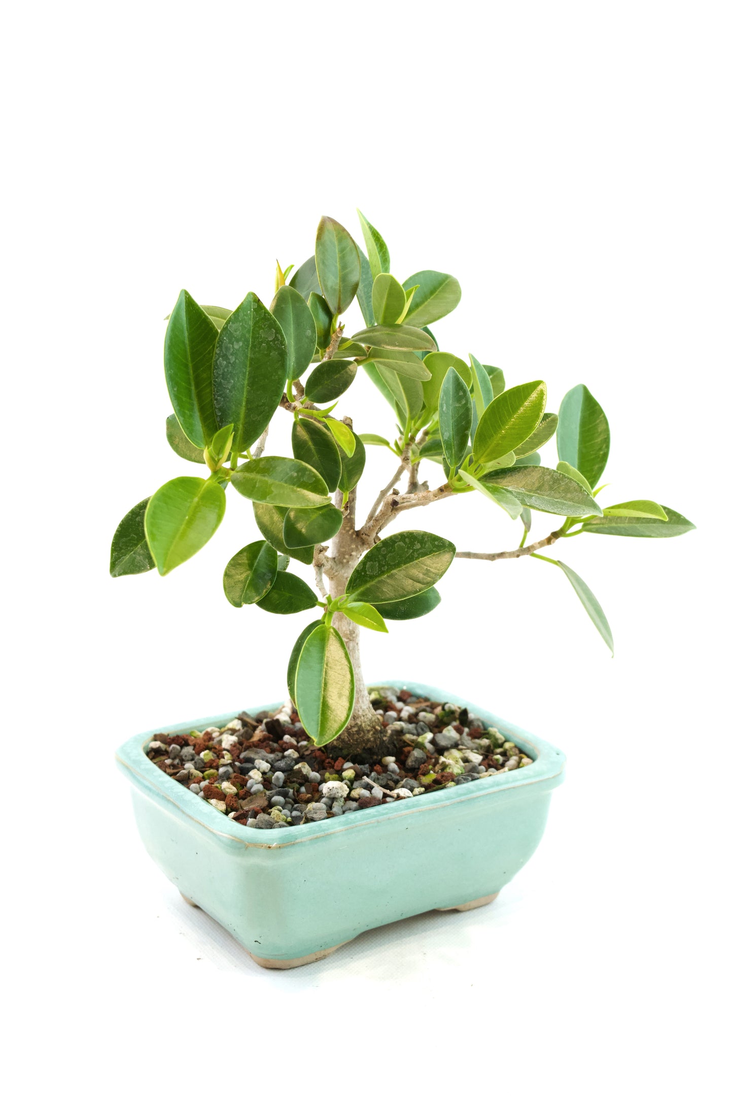 Green Island Ficus Bonsai 5" Pot - One of a Kind Bonsai