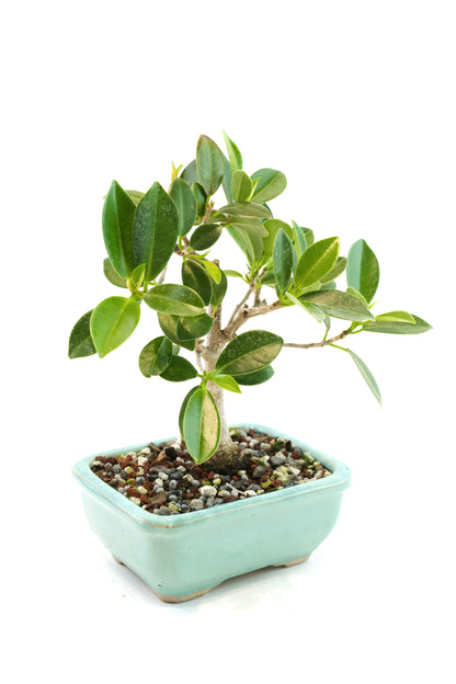 Green Island Ficus Bonsai 5" Pot - One of a Kind Bonsai